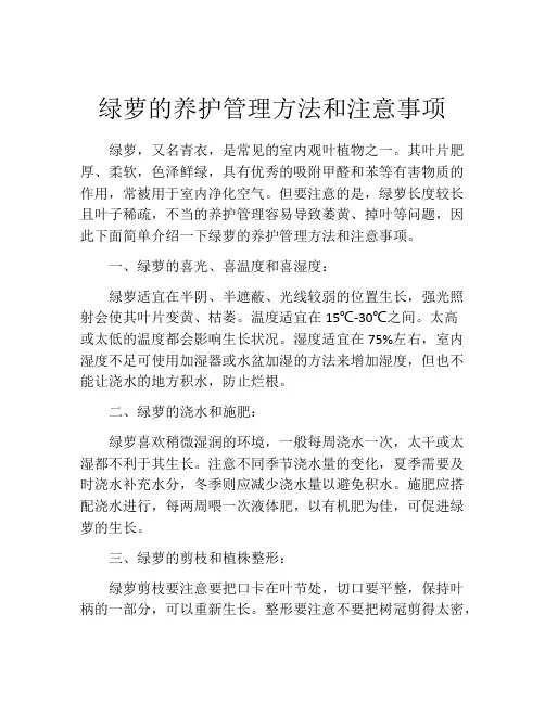 绿萝的养护管理方法和注意事项