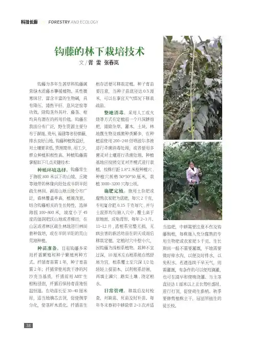 钩藤的林下栽培技术