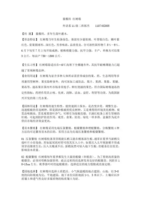 蔷薇科 红树莓