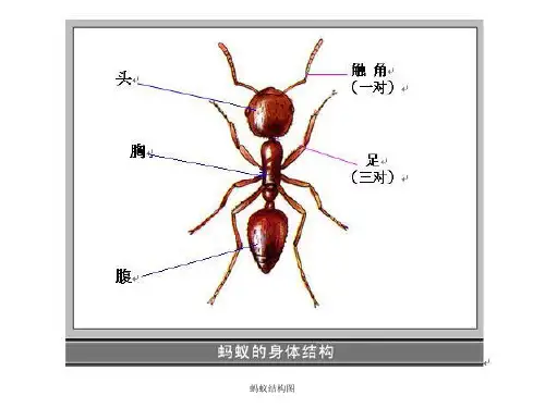 蚂蚁结构图 ppt课件