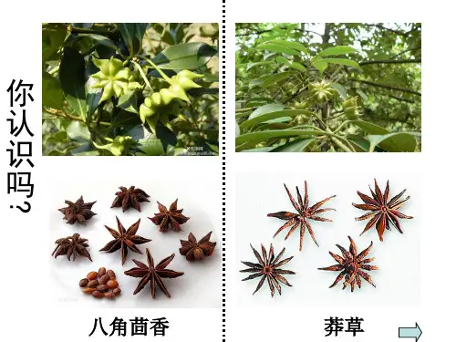 苏教版生物八上5.14.4 生物的分类 教学实用课件(共29张PPT)