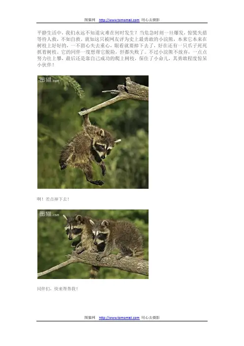 干脆面君自救一览