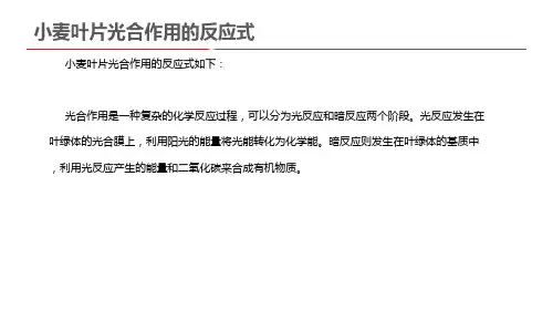 小麦叶片光合作用的反应式