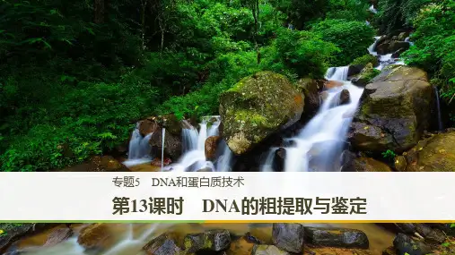 高二人教版生物选修一课件：5.1 DNA的粗提取与鉴定