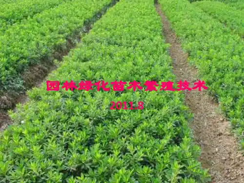 园林绿化苗木繁殖技术ppt