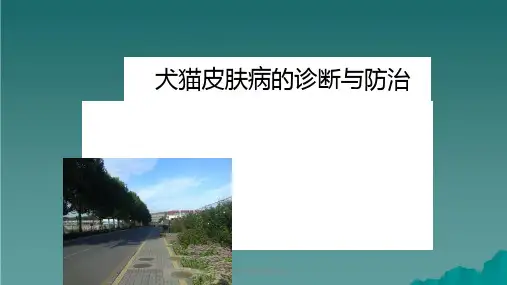 犬猫皮肤病的诊断与防治课件