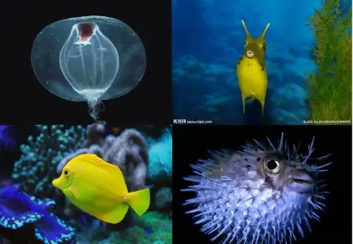 海水具备哪些理化特性而成为孕育生命的摇篮？