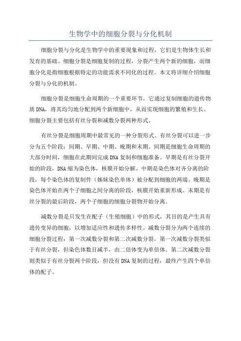 生物学中的细胞分裂与分化机制
