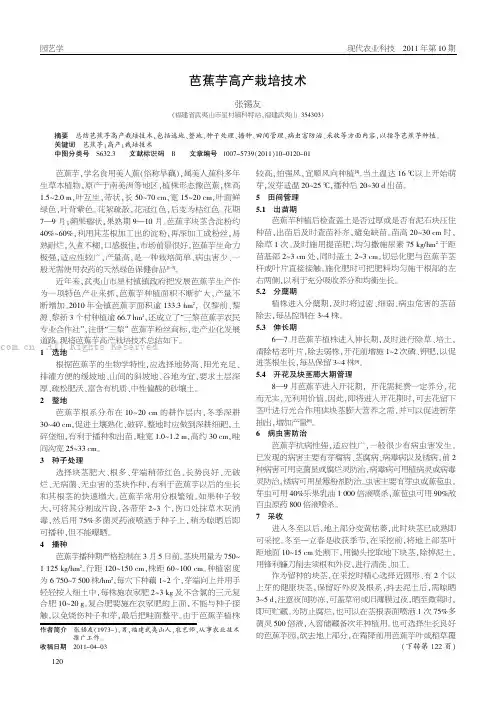 芭蕉芋高产栽培技术