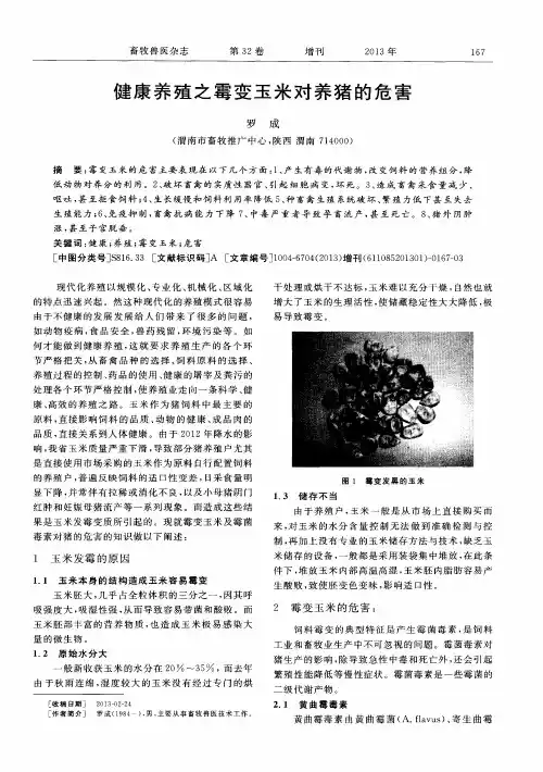 健康养殖之霉变玉米对养猪的危害
