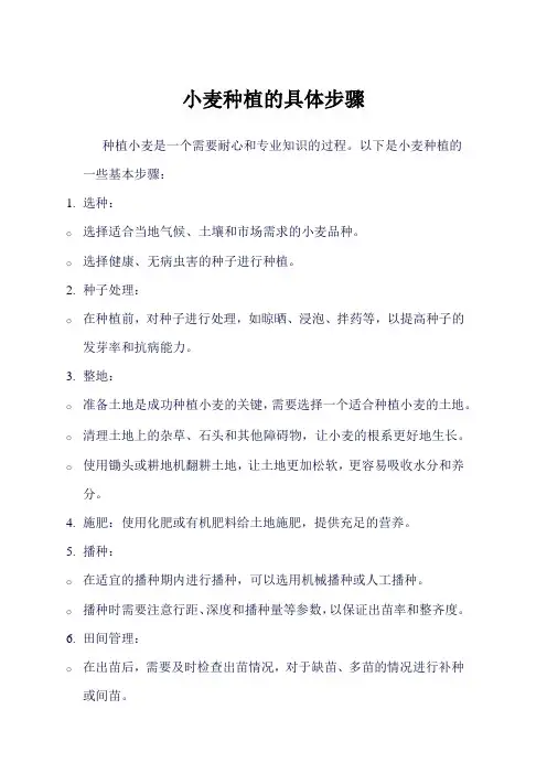 小麦种植的具体步骤