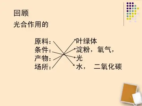 叶片与光合作用课件