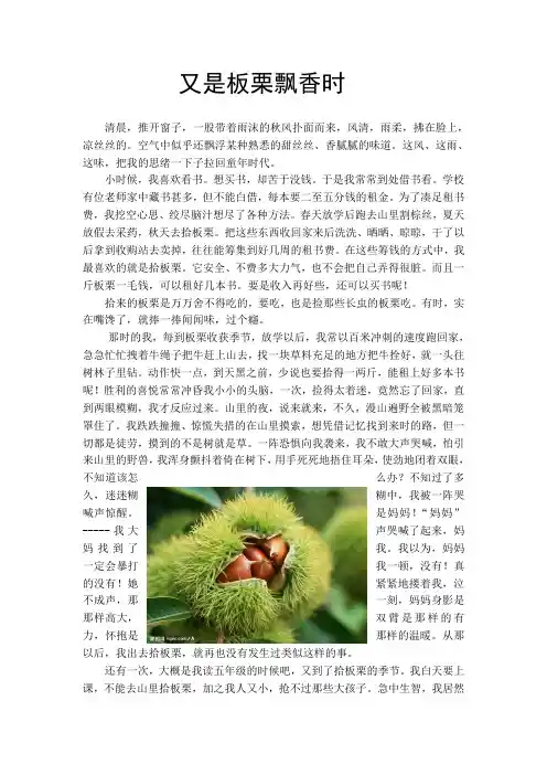 又是板栗飘香时