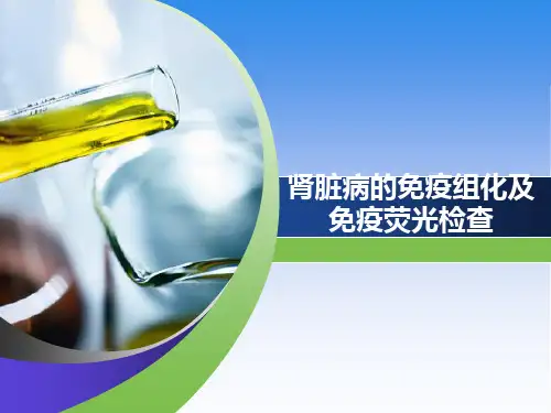 肾脏免疫组化及免疫荧光