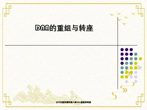 分子生物学课件第六章DNA重组和转座