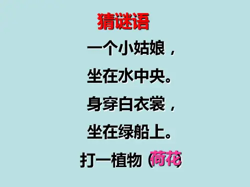 12《荷花》PPT