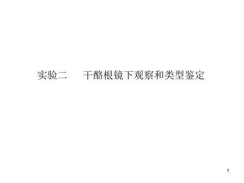 干酪根镜下观察和类型鉴定PPT精选文档