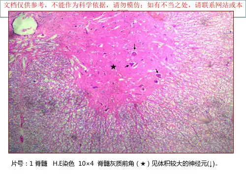 组胚学生教学切片显微图集