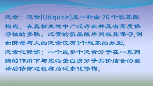 泛素化对蛋白质的调节精品课件