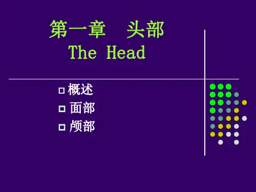 局部解剖学头部