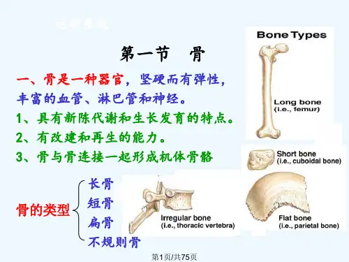 畜禽解剖学2运动系统PPT课件