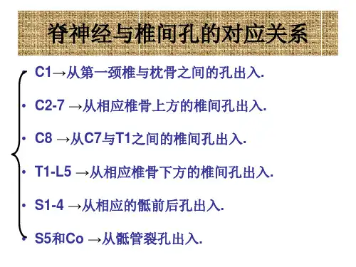 二讲：脊神经-PPT文档资料
