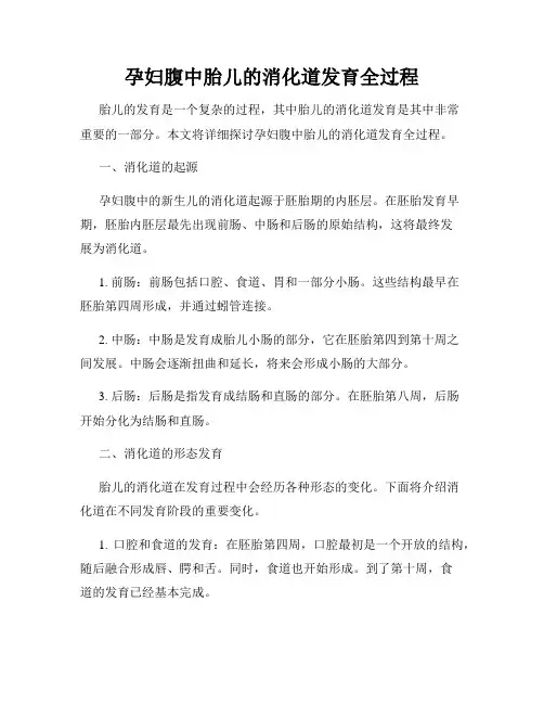 孕妇腹中胎儿的消化道发育全过程