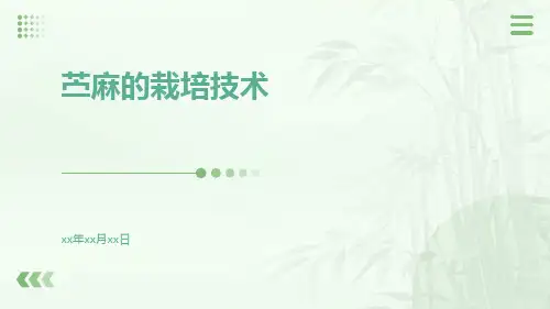 苎麻的栽培技术