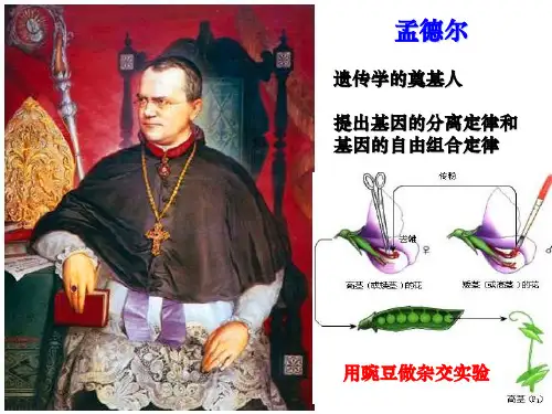 一轮复习基因的分离定律ppt课件