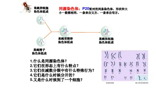 高三一轮复习生物减数分裂课件