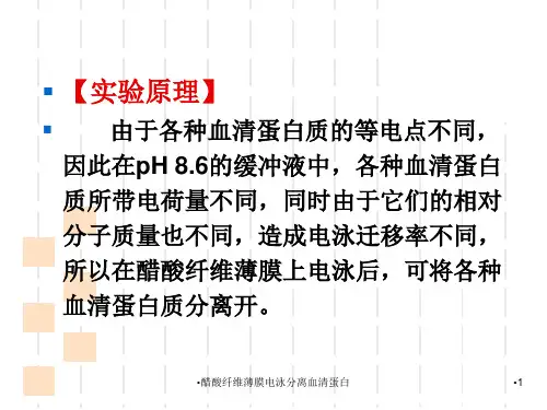 醋酸纤维薄膜电泳分离血清蛋白课件