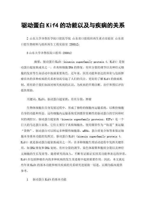 驱动蛋白Kif4的功能以及与疾病的关系