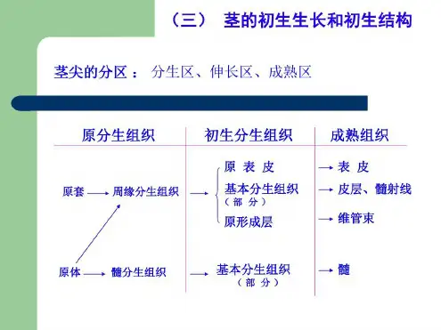 植物的茎的初生生长和初生结构_2022年学习资料