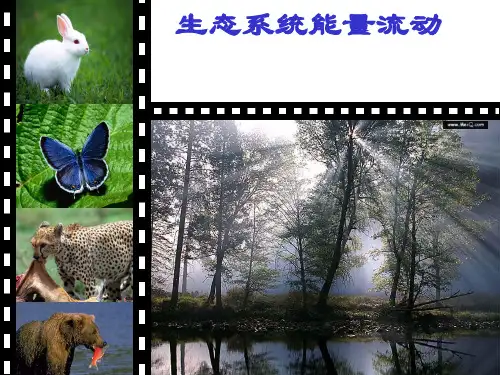 人教版教学课件生态系统的能量流动PPT
