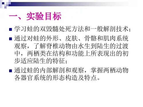 青蛙的外形与内部解剖(完整版)20页PPT
