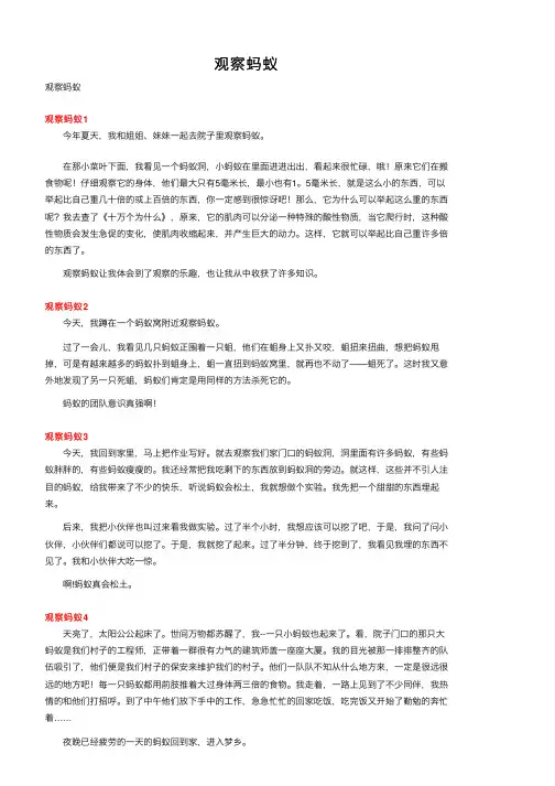观察蚂蚁——精选推荐
