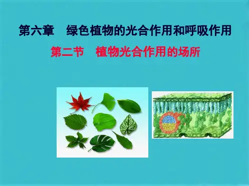 第二节植物光合作用的场所(共30张PPT)