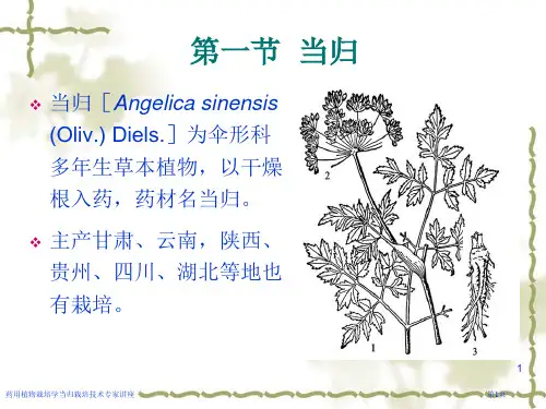 药用植物栽培学当归栽培技术专家讲座