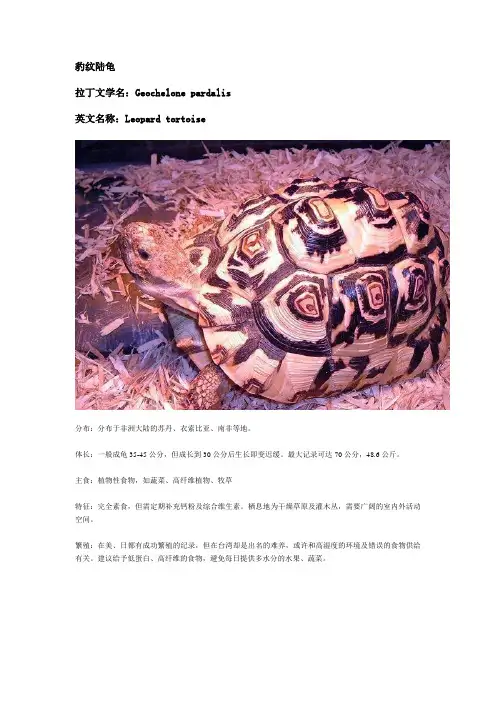 乌龟种类及喂养