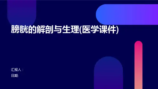 (医学课件)膀胱的解剖与生理