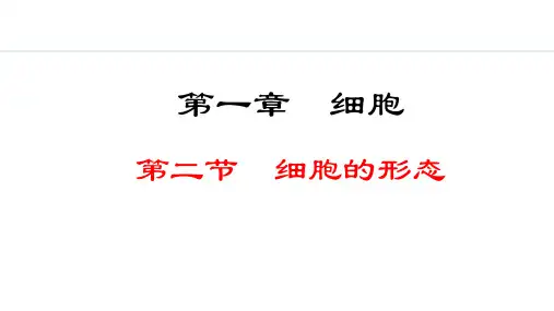 1.1.2  细胞的形态(课件)冀教版生物七年级上册
