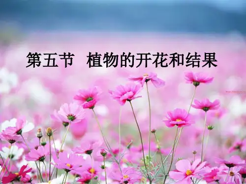 初中生物  植物的开花和结果11 苏教版精品课件