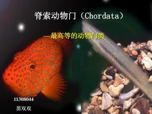 脊索动物门-最新