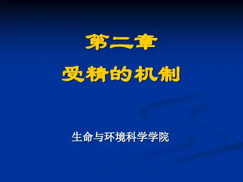 受精的过程