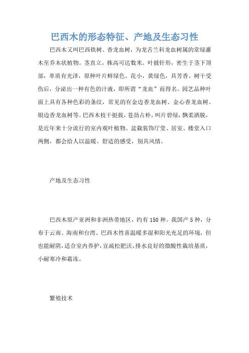 巴西木的形态特征、产地及生态习性