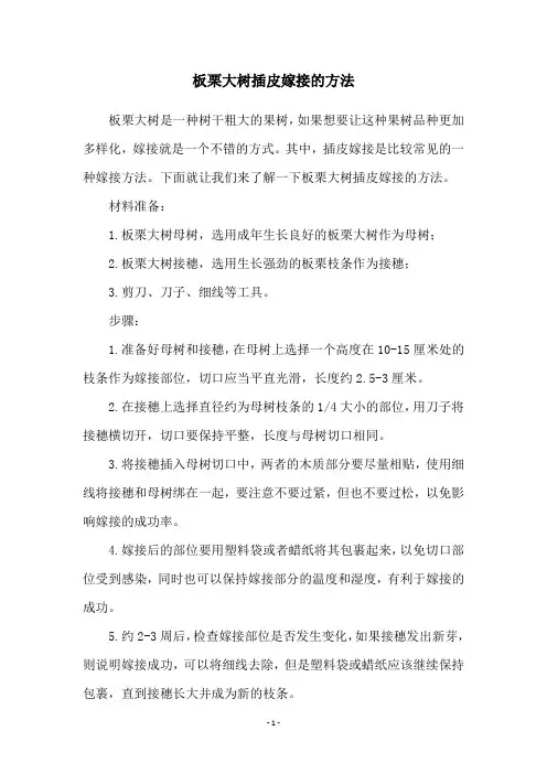 板栗大树插皮嫁接的方法