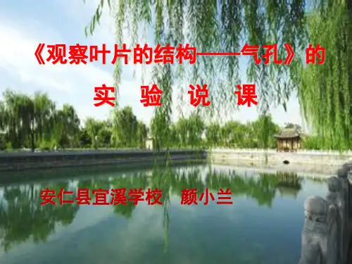 生物人教版七年级上册观察叶片的结构——气孔