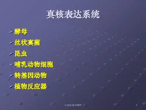 真核表达系统