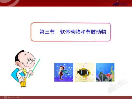 软体动物和节肢动物