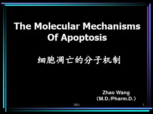 细胞凋亡的分子机制PPT课件